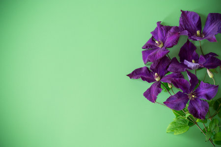 holiday card with clematis and clean space.の写真素材