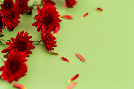 Bright red chrysanthemum flowers on green flat lay background.の写真素材