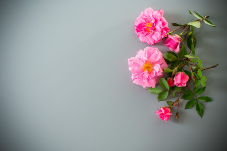 Pink petals and branches with buds.