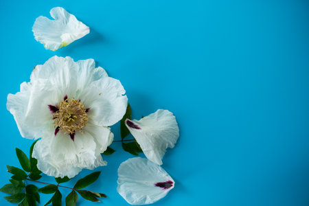 White peony close up on blue background from above.の写真素材