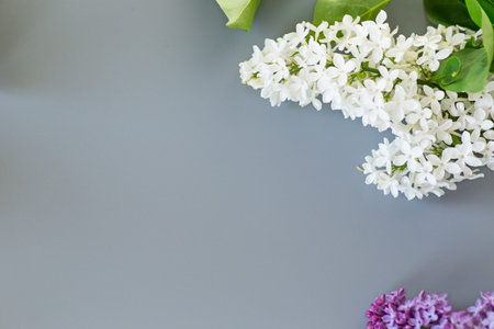 Lilac close-up from above on a gray background for inscriptions.