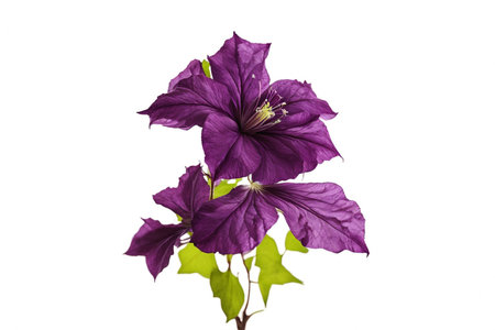 Clematis flower purple from above on white.の素材