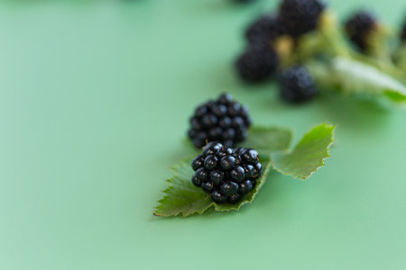 Ripe blackberries with green leaves on a green background.の写真素材
