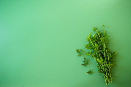 Organic green parsley in a bunch close-up.