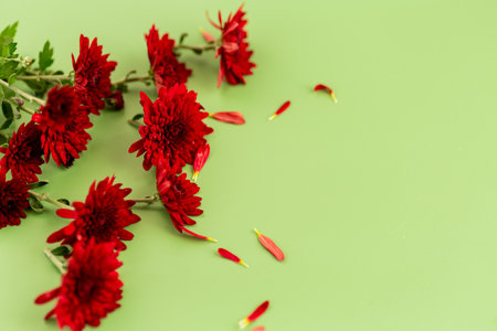 Fresh red flowers of chrysanthemum with natural green backdrop.の写真素材