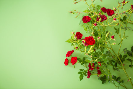 Arrangement of small red roses isolated on green.の写真素材