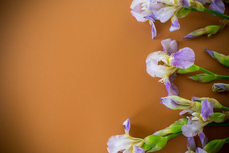 Iris flowers with lilac petals on a brown background.の写真素材