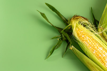 natural corn in husk close up studio.の写真素材