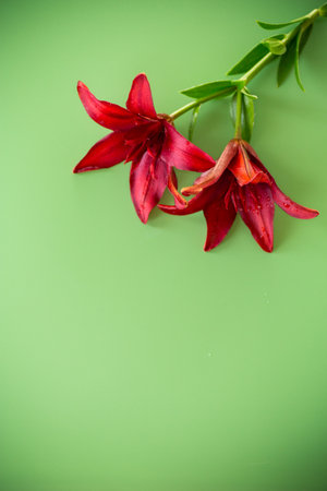 Macro of two red lilies isolated on green.の写真素材