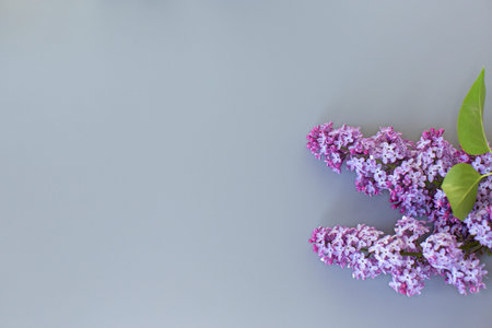Lilac bouquet from above on a minimalistic gray background for design.