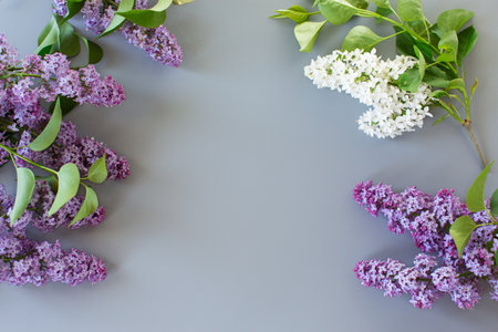 Purple lilac in a top view with empty space.の写真素材