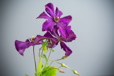 delicate purple clematis isolated on gray background.の写真素材
