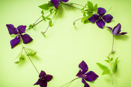 Bright purple clematis on natural green background.の写真素材