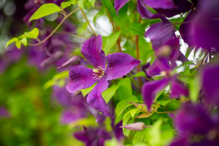 Lush garden scene with blooming clematis flowers.の写真素材