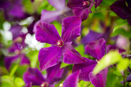 Lush garden scene with blooming clematis flowers.の写真素材