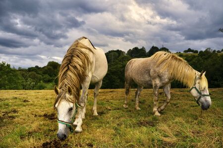 Rural scene with two horses eating in a pastureの写真素材