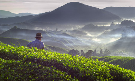Farmer at tea plantation in Malaysia.