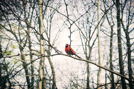 Bird Animal Forest Beautiful Scene Nature Concept