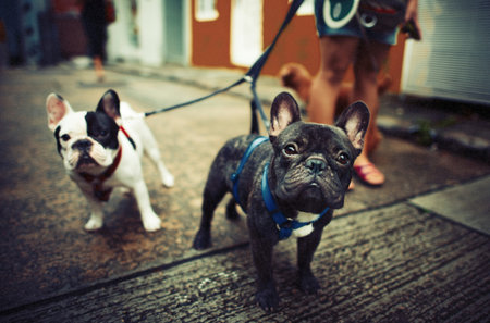 Baby Doggy French Bulldog Cute Concept