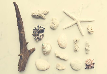 Starfish Seashell Summer Holiday Vacation Beach Concept