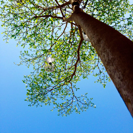 Stack Tree Branch Lantern View Concept