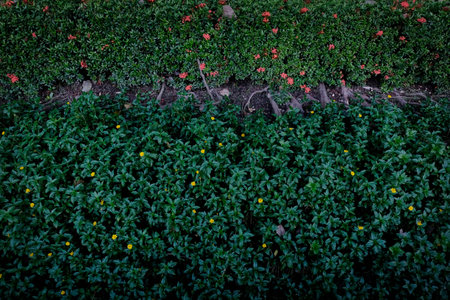 Garden Greenery Small Tiny Field