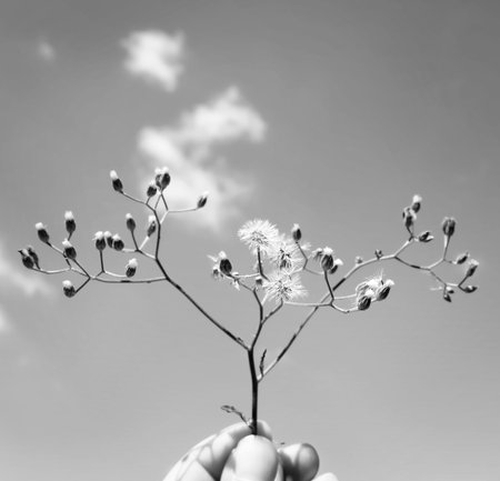 Holding Up Dandelion Blue Sky