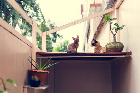 Cat Kitty Pet Animal Cute Adorable