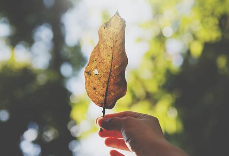 Photo pour Hand Hold Leaf Beautiful Nature - image libre de droit