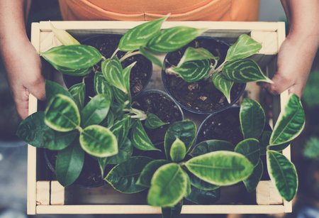 Plant Green Growth Gardening Botany Natural