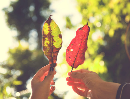 Hand Hold Leaf Beautiful Nature