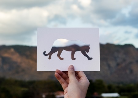 Animal Instinct Natural Survive Wildlife