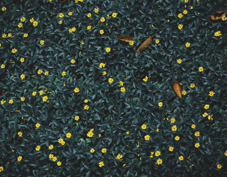 Yellow flowers on a bush
