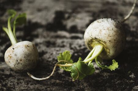 Fresh white beets vegetable