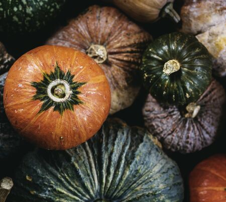 Aerial view of diverse fresh pumpkins