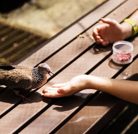 Closeup of hand feeding the bird
