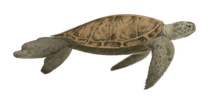 Illustration drawing style of turtle