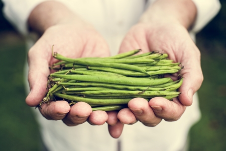 Fresh bush beans organic produce from farm