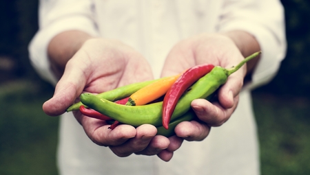 Hands holding chilli organic produce from farm