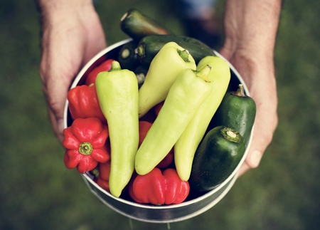 Fresh chili peppers