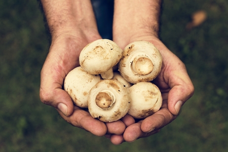 Hands holding mushroom organic produce from farm