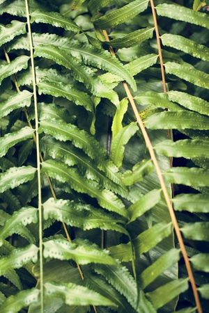 Close up image of tree leaves