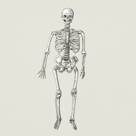 Human skeleton vintage style illustration