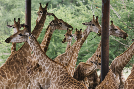 A group of giraffes in an outdoor zoo