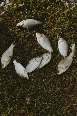 School of fish on the grass