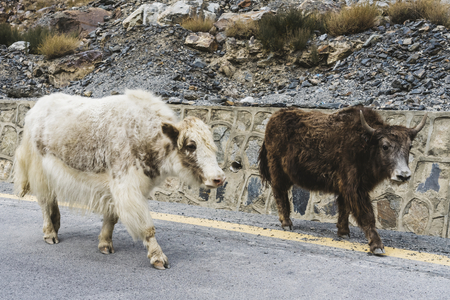 Yak and a cow on the highway in Pakistan