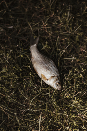 Fish lying on a grass