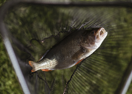 Fish caught on a fishnet