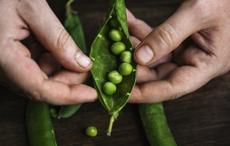 Close up of a man holding raw green peas