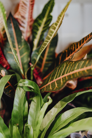 Closeup of Croton Petra and Bird's Nest fern